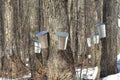 Spring, maple syrup season. Royalty Free Stock Photo