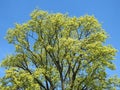 Spring maple tree Royalty Free Stock Photo