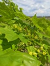 The maple tree blooms its first leaves in the spring Royalty Free Stock Photo