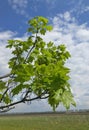 The maple tree blooms its first leaves in the spring Royalty Free Stock Photo