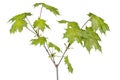 Spring maple tree branch