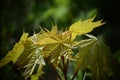 Spring Maple Tree Branch With Young Opening Green Leaves. Royalty Free Stock Photo