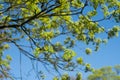 Spring maple tree branches against blue sky Royalty Free Stock Photo