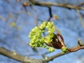 Spring - Maple tree flowers