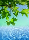 Spring maple tree and water background