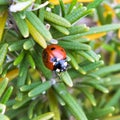 spring in march, ladybug, black and red Royalty Free Stock Photo