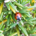 spring in march, ladybug, black and red. Royalty Free Stock Photo
