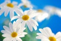Spring marguerite Royalty Free Stock Photo