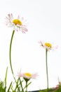 Spring marguerite flowers Royalty Free Stock Photo