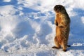 Spring marmot Royalty Free Stock Photo