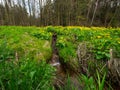 Spring marshy meadow with cowslips