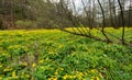 Spring marshy meadow with cowslips