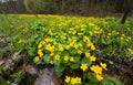 Spring marshy meadow with cowslips