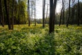 Spring marshy meadow with cowslips