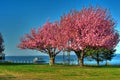 Spring in Maryland Royalty Free Stock Photo