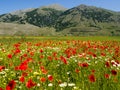 spring in the Matese mountains in Italy, field of poppies and daisies flowers, on the green meadow in the uncontaminated nature Royalty Free Stock Photo