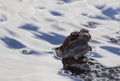 Spring mating frogs in a water pond