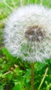 Spring mature dandelion