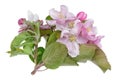 Spring May branch of blossoming Apple tree with white small pink flowers isolated Royalty Free Stock Photo