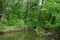 The green shore of a small river Royalty Free Stock Photo