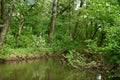 The green shore of a small river Royalty Free Stock Photo