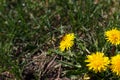 Spring in May, insects pollinate yellow dandelions in the garden