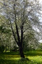 Spring May. Pear blossoms in the garden and dandelions in the lawn.