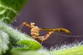 Spring Mayfly