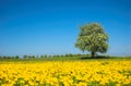 Spring meadow Royalty Free Stock Photo