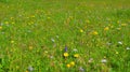 Spring meadow with alpine windflowers and fresh green grass Royalty Free Stock Photo