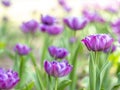 Spring Meadow with amazing opened purple tulips field. Bokeh effect. Festive springtime background