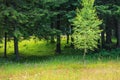Spring meadow and aspen and fir trees Royalty Free Stock Photo