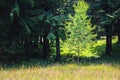Spring meadow and aspen and fir trees Royalty Free Stock Photo