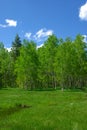 A Spring Meadow And Aspen Trees Royalty Free Stock Photo
