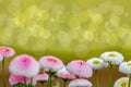 Spring meadow background. Beautiful pink and white sunny flowers with blurred natural green bokeh background, selective focus Royalty Free Stock Photo