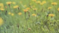 Spring meadow background. Long width banner. Little yellow flowers on tinted soft yellow and green background. Delicate light