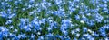 Spring meadow banner, wild blue flowers bluebell Scilla bloom in early spring, earth day background