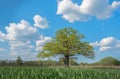 Spring meadow with big oak tree with fresh green leaves