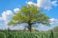 Spring meadow with big oak tree with fresh green leaves
