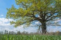 Spring meadow with big oak tree with fresh green leaves, Royalty Free Stock Photo