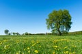 Spring meadow with big tree and dandelions in summer.