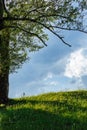 Spring meadow with big tree with fresh green leaves Royalty Free Stock Photo