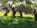 Spring meadow with big tree with fresh green leaves Royalty Free Stock Photo