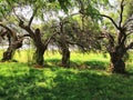 Spring meadow with big tree with fresh green leaves Royalty Free Stock Photo