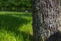 Spring meadow with big tree with fresh green leaves. Selective focus macro shot with shallow DOF Royalty Free Stock Photo