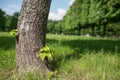 Spring meadow with big tree with fresh green leaves. Selective focus macro shot with shallow DOF Royalty Free Stock Photo