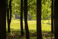 Spring meadow with big trees as frame with fresh green leaves