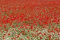 Meadow with blossoming poppy