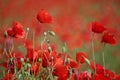 Meadow with blossoming poppy