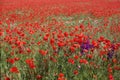 Meadow with blossoming poppy